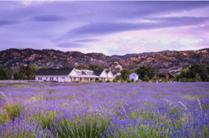Lavender field