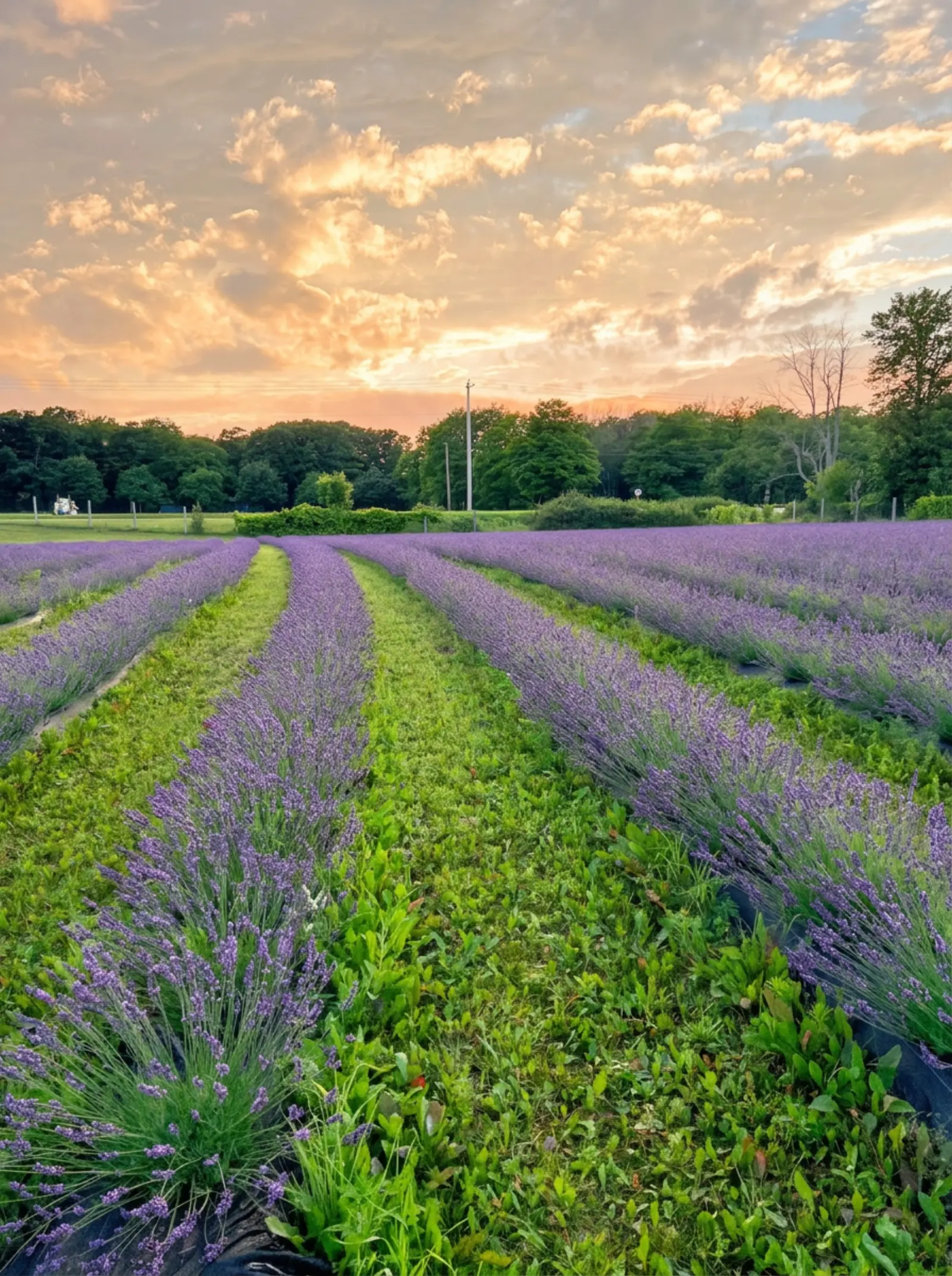 Rows of lavender at Mt. Airy Lavender, Coatesville, PA